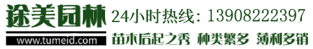 灌木樹苗-綠化苗木-常綠喬木-價格/批發(fā)/基地 - 四川成都途美園林