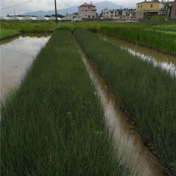 燈芯草基地實(shí)拍圖片