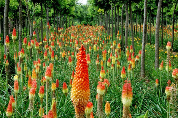 火炬花基地實拍圖片