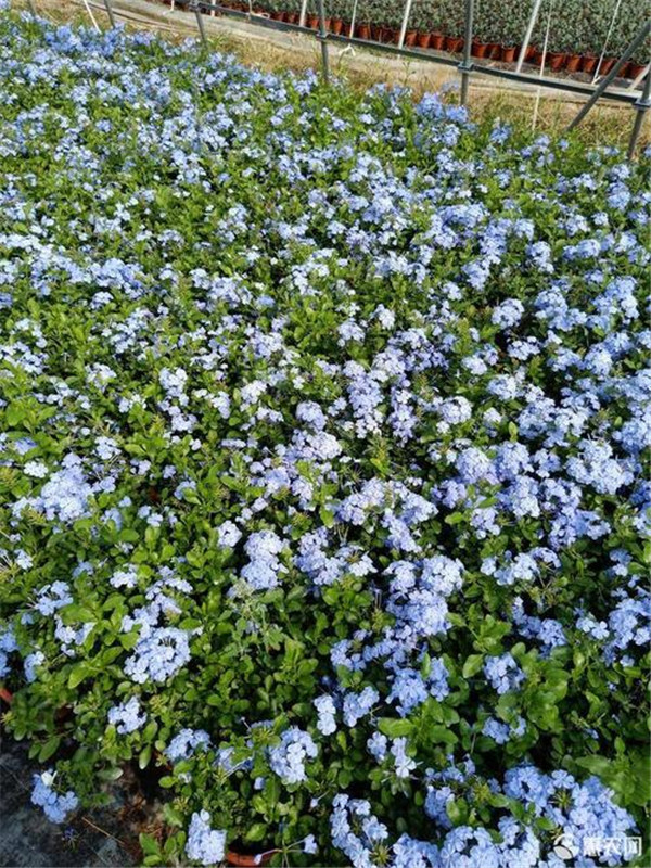 藍雪花圖片基地實拍圖