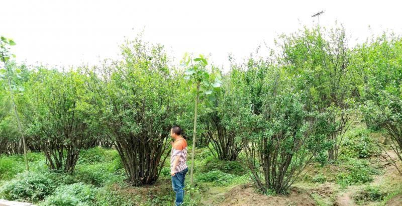 叢生花石榴在南方能種植嗎？