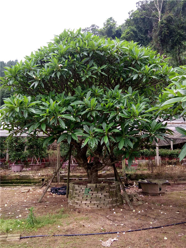 雞蛋花苗木基地實拍圖