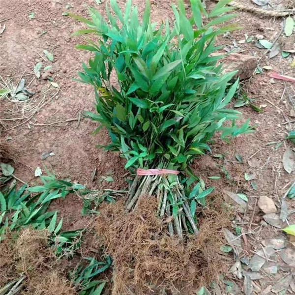 十大功勞基地實拍圖