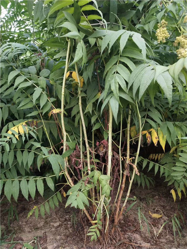 珍珠梅基地實拍圖