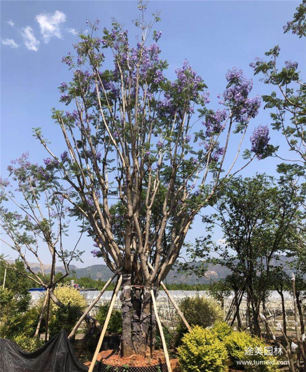 貴州叢生藍花楹基地圖片