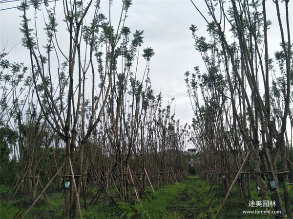 四川哪有種植批發(fā)彩葉樹的基地？