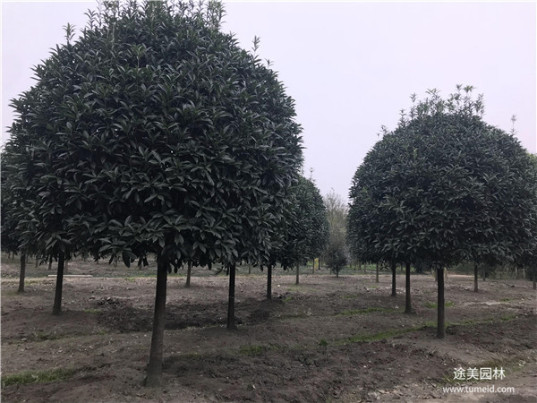 較有名的桂花樹基地，你一定不知道！