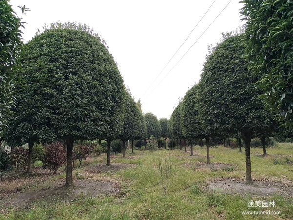 桂花圖片