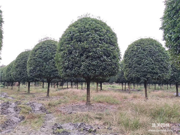 桂花樹(shù)