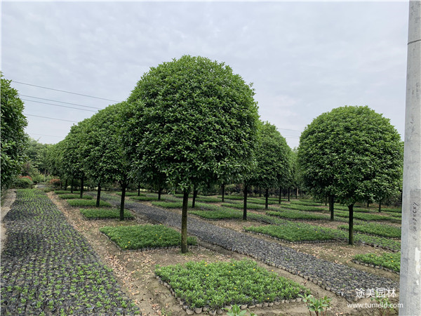 桂花樹(shù)圖片