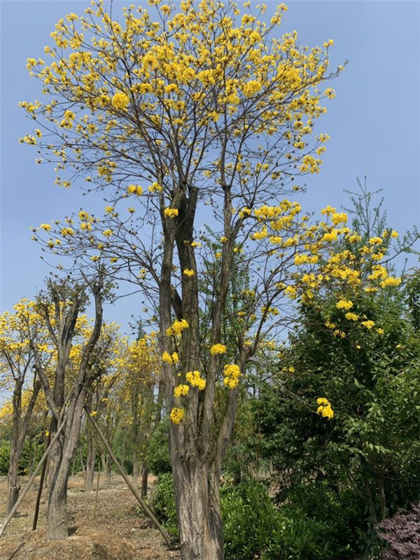 黃花風鈴木基地實拍圖片