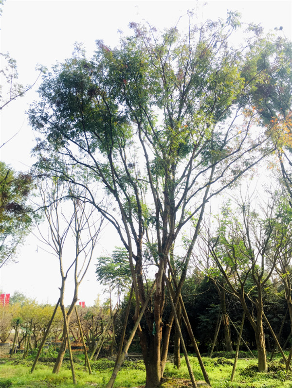 黃連木基地實拍圖