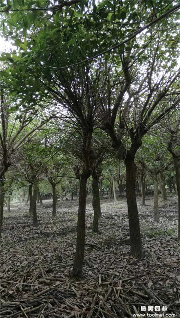 雞冠刺桐基地實拍圖