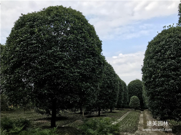 金桂基地實拍圖片