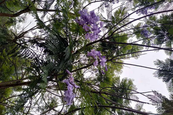 藍花楹圖片