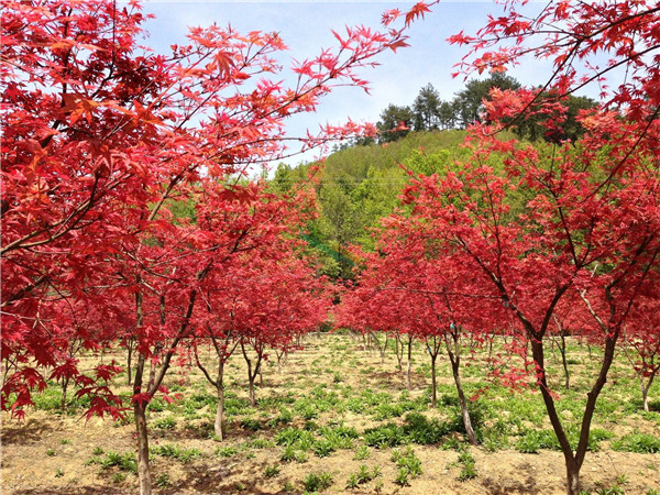 日本紅楓圖片