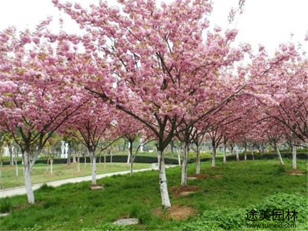 四川櫻花基地實(shí)拍圖