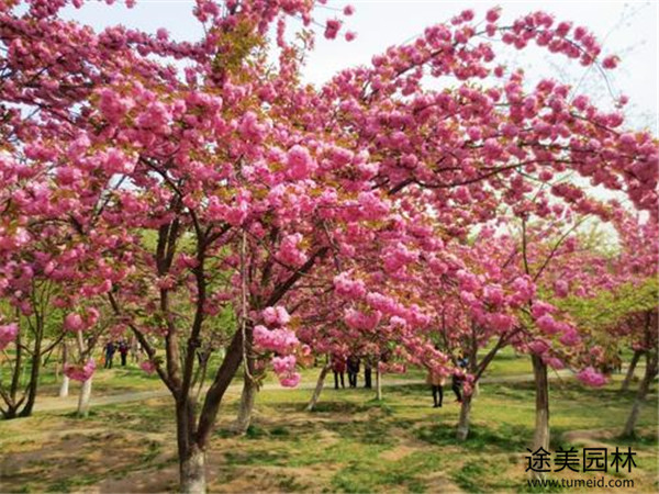 晚櫻開(kāi)花圖片實(shí)拍