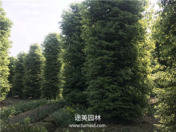 楨楠樹的種植繁殖方法【精】