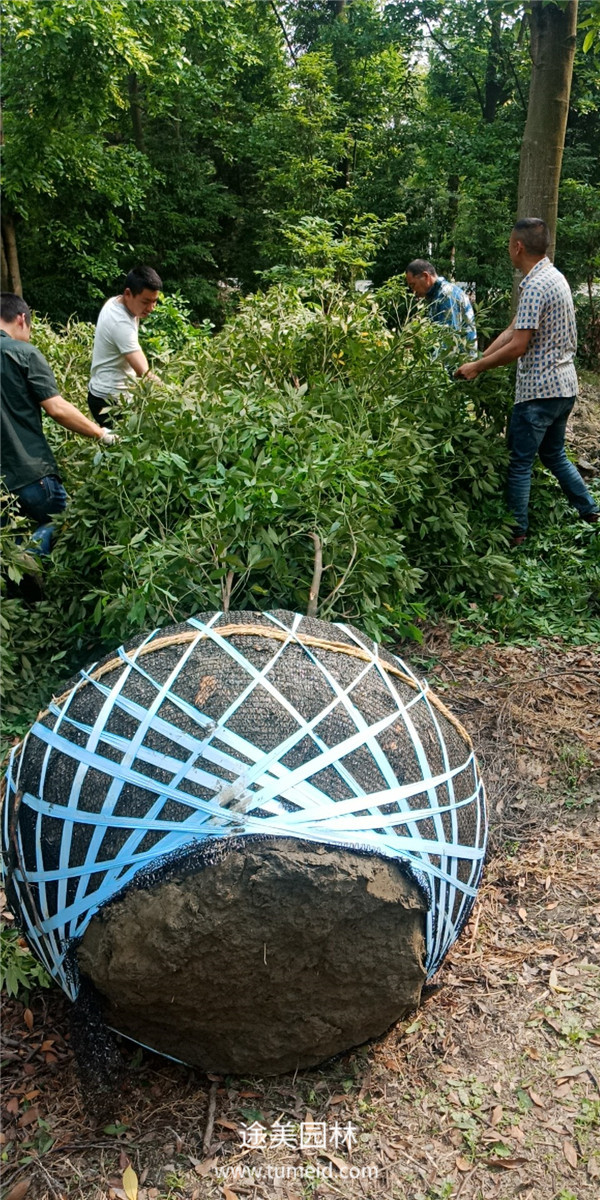 云南楨楠樹基地