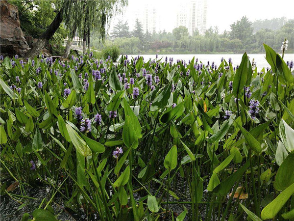 梭魚草水生植物實拍